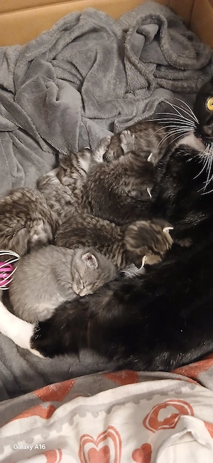 Zwei Baby Kätzchen noch abzugeben  Bild 2