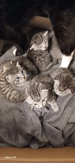 Zwei Baby Kätzchen noch abzugeben  Bild 4