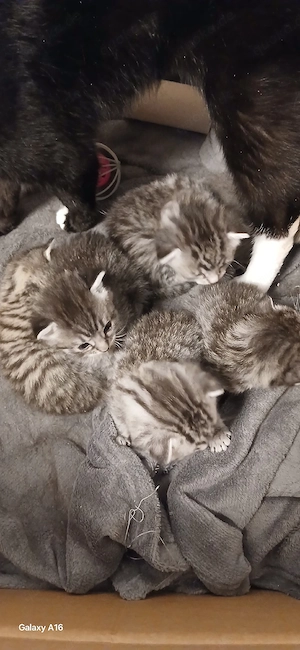Zwei Baby Kätzchen noch abzugeben  Bild 5