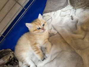 BKH Baby Katzen   