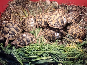 Griechische Landschildkröten NZ 2 