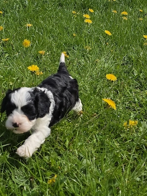 Cavapoowelpen  Bild 4