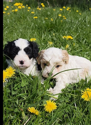 Cavapoowelpen  Wir sind da 