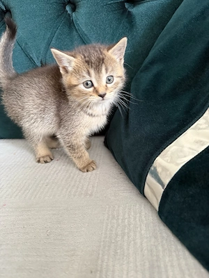 Katzenbabys zuverkaufen