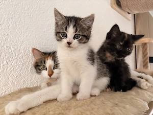 2 Kitten Kätzchen in gute Hände abzugeben 