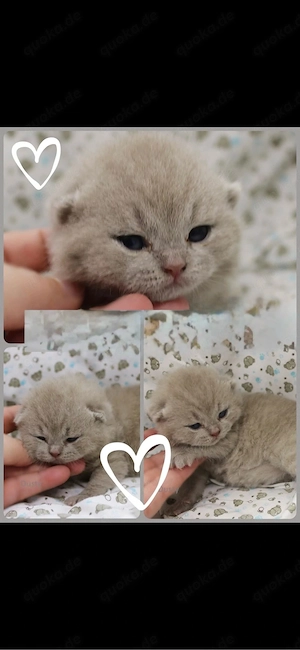 Bkh kitten 