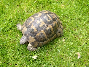 Landschildkröte