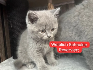    4 reinrassige BKH-Kitten suchen ihr Für-immer-Zuhause   