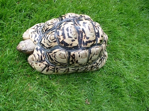 Landschildkröte