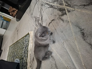 BKH Katze sucht ein neues Zuhause