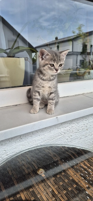 Britisch Kurzhaar (BKH) Kater-Baby zu verkaufen 