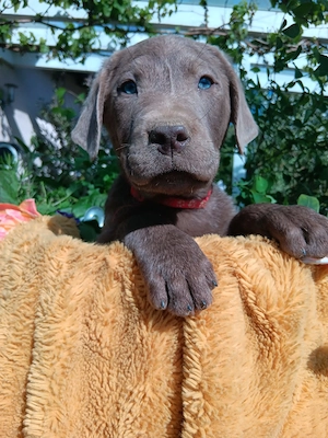 Reinrassige Labradorwelpen suchen ein wundervolles Zuhause Bild 2