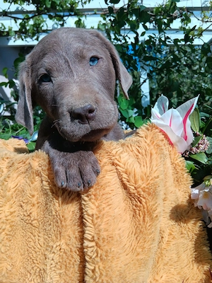 Reinrassige Labradorwelpen suchen ein wundervolles Zuhause Bild 6
