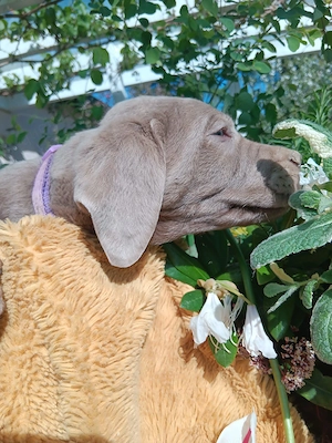Reinrassige Labradorwelpen suchen ein wundervolles Zuhause Bild 3