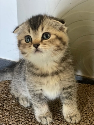 Süßer Kater mit goldenem Fell sucht ein liebevolles Zuhause 