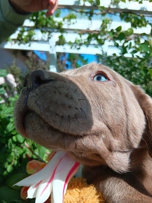 Reinrassige Labradorwelpen suchen ein wundervolles Zuhause