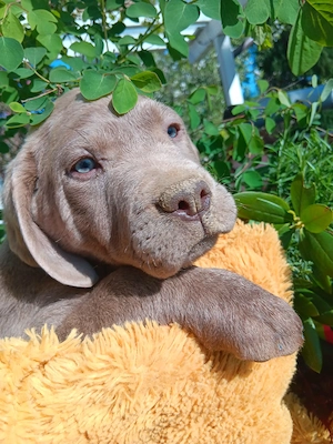 Reinrassige Labradorwelpen suchen ein wundervolles Zuhause