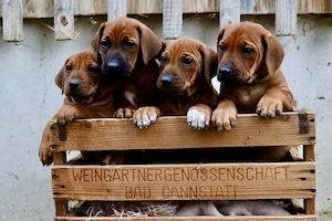 Rhodesian Ridgeback Welpen
