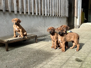 Rhodesian Ridgeback Welpen