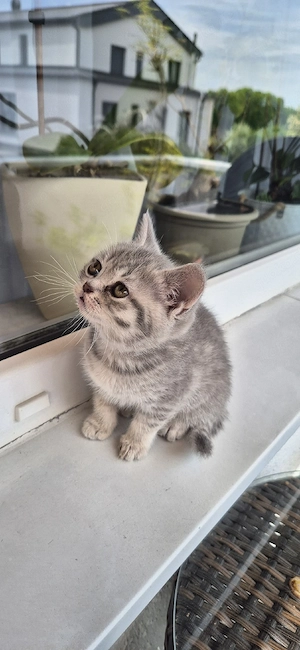 Britisch Kurzhaar (BKH) Kater-Baby zu verkaufen 