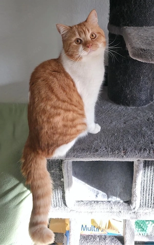Kater sucht neues Zuhause