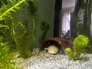 Axolotl (ca. 3 Jahre)