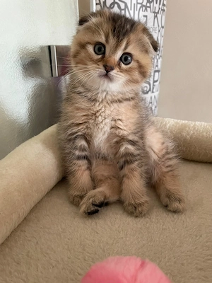 Süßer Kater mit goldenem Fell sucht ein Zuhause 