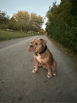 Wunderschöne Old English Bulldogge (4 J.) in Lilac sucht erfahrenes Bestzuhause