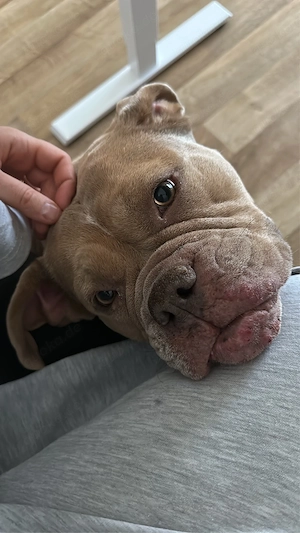 Wunderschöne Old English Bulldogge (4 J.) in Lilac sucht erfahrenes Bestzuhause