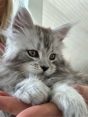 Main-Coon Kätzchen