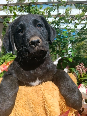 Aussidor-Mix-Welpe sucht sein Zuhause