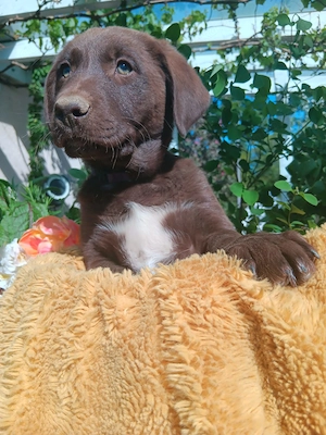 Aussidor-Mix-Welpen suchen ihr großes Abenteuer