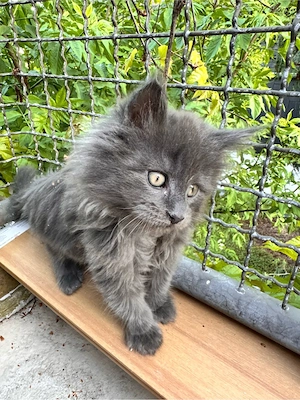 Main-Coon Kätzchen