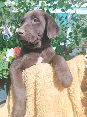 Aussidor-Mix-Welpen suchen ihr Zuhause