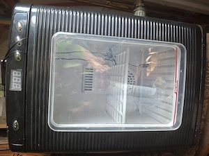 Inkubator Reptilien Lucky Reptil 