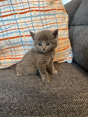 Maine Coon   Britisch Kurzhaar Mix