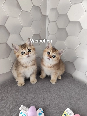 wunderschöne BKH- Kitten 