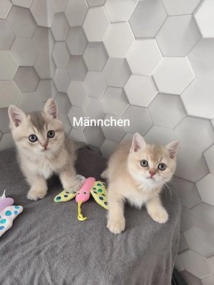 wunderschöne BKH- Kitten 