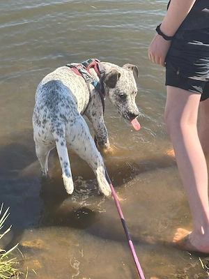 Junger Hund