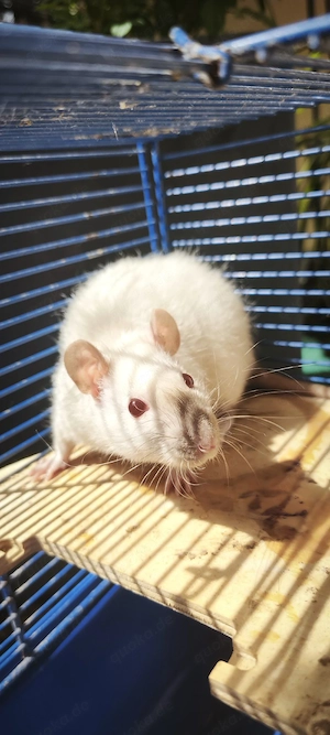 Ratte zu verschenken