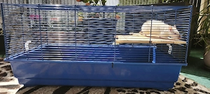 Ratte zu verschenken