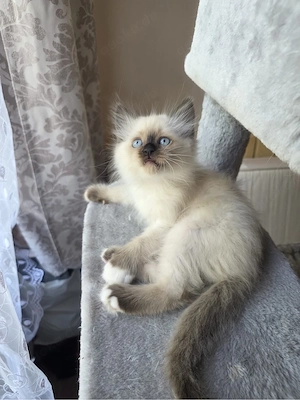 heilige birma kitten