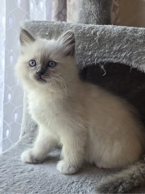 heilige birma kitten