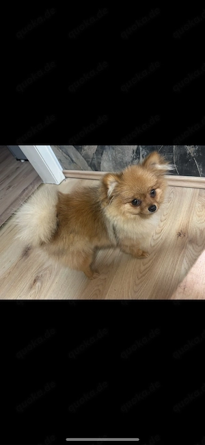Pomeranian Welpe Zwergspitz