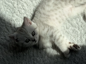 Diese Mäuse suchen ab Juni ein neues Zuhause!