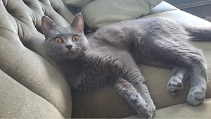 Bkh mix katze 