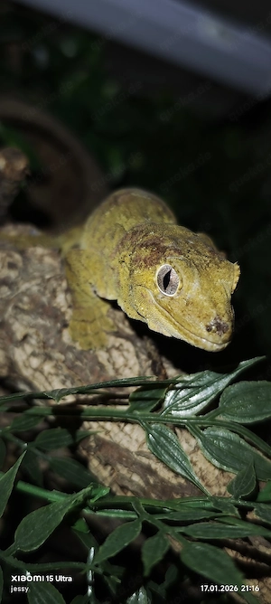 Mniarogekko chahoua