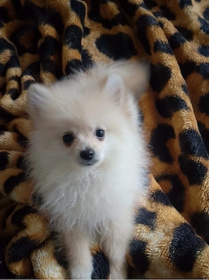 Pomeranian zwergspitz 