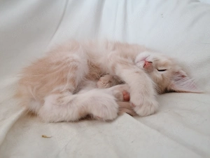 2 Maine Coon kitten Kater  Bild 3