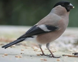 Suche Dompfaffen Weibchen 